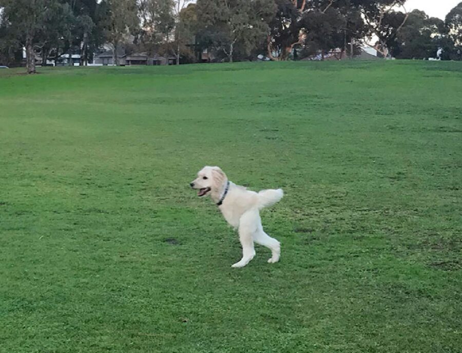 cane a due zampe corre 