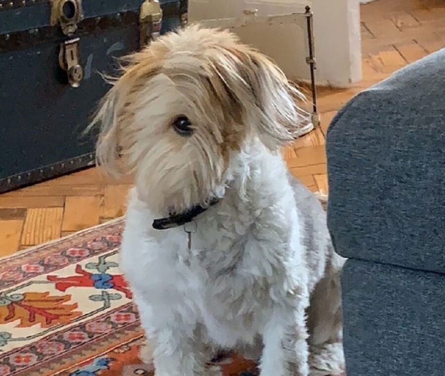 cagnolino ha un solo occhio 