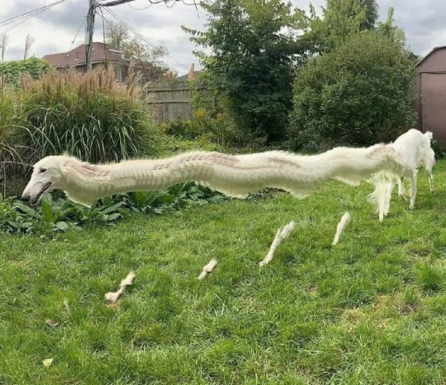 cane allungato erba verde 