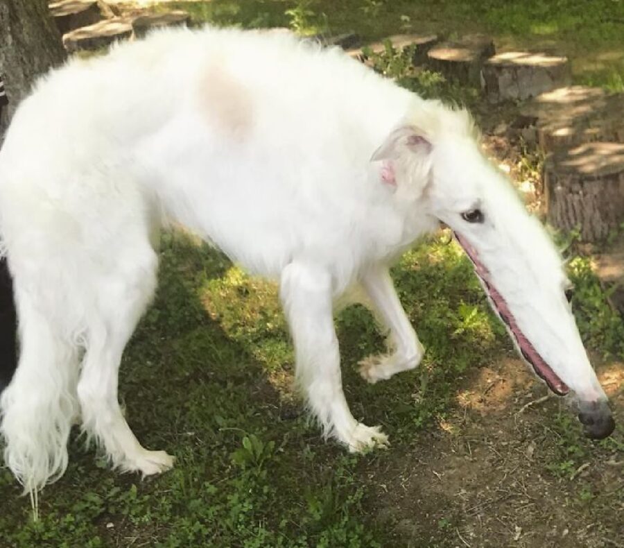 cane assomiglia formichiere 