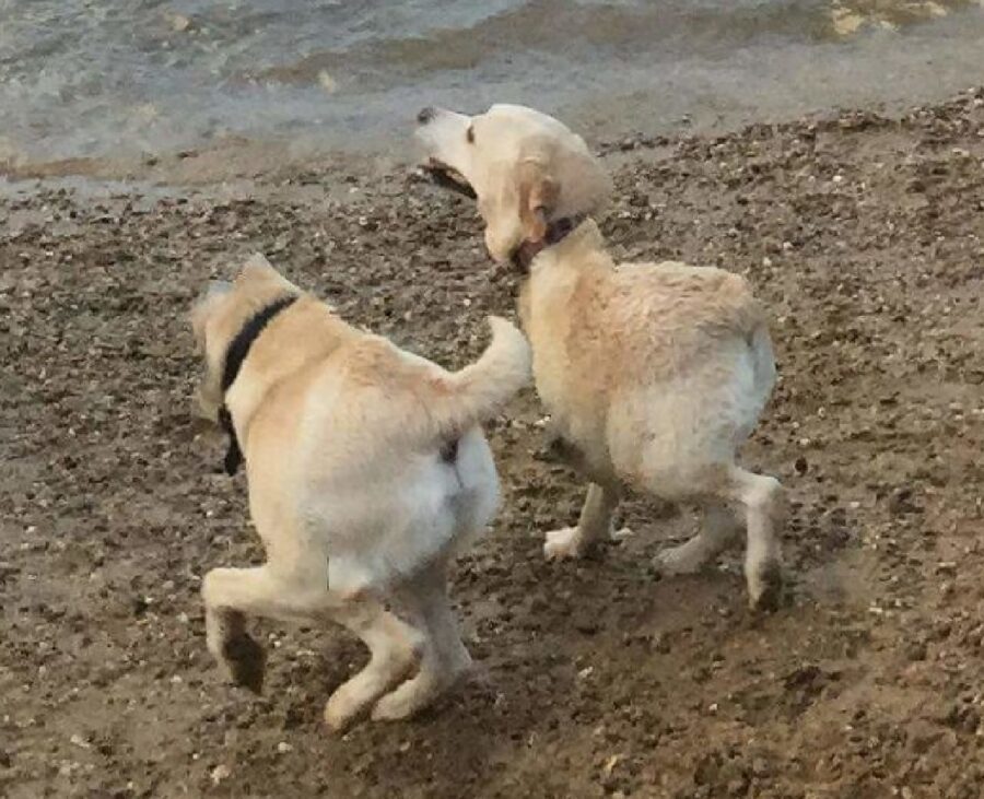 due cani hanno complessivamente 4 zampe 