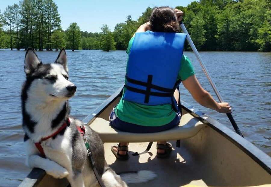 cagnolino avventura canoa 
