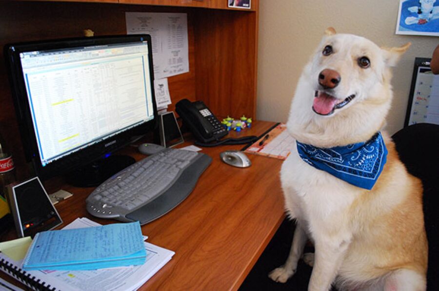 cagnolino bandana blu collo 