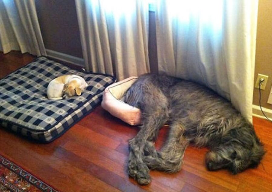cane cuscinetto sbagliato 