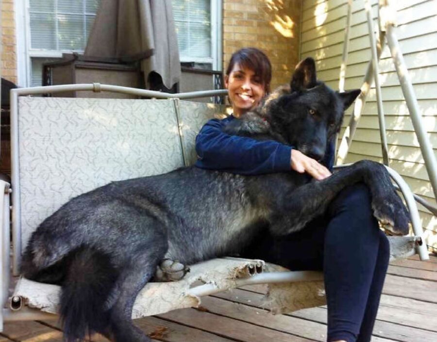 cane lupo nero grosso 