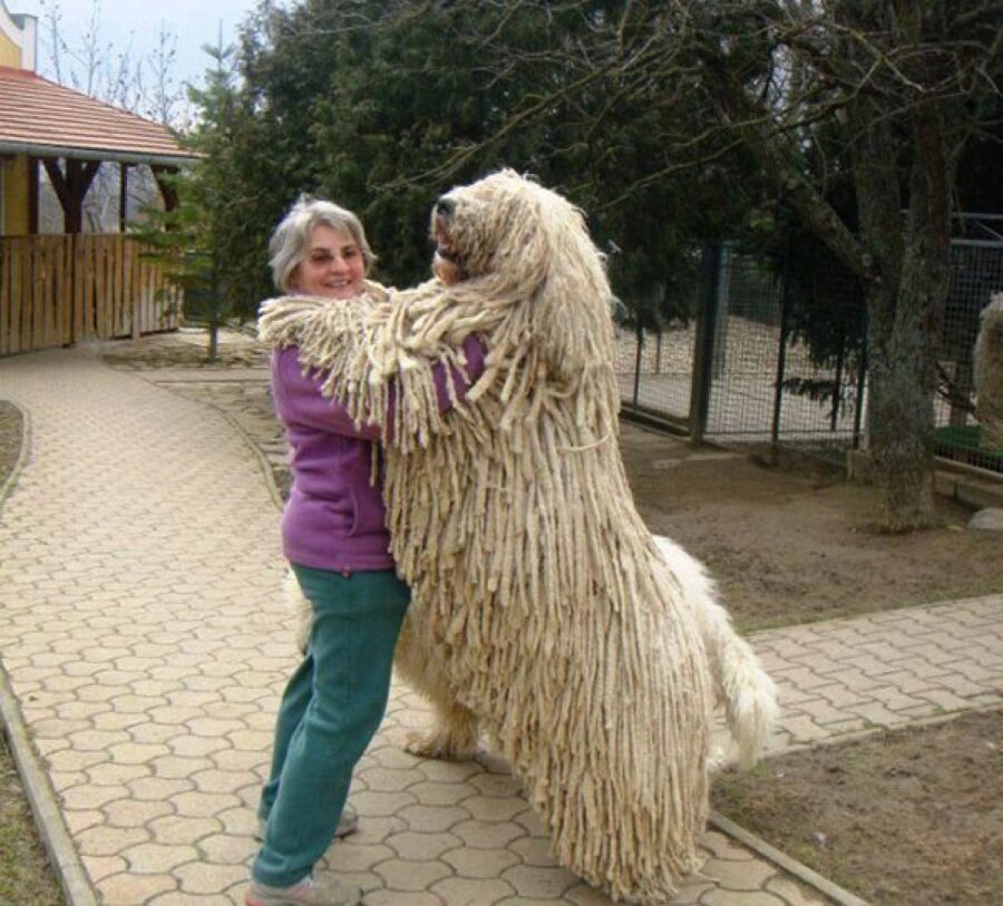 cane pelo molto strano 