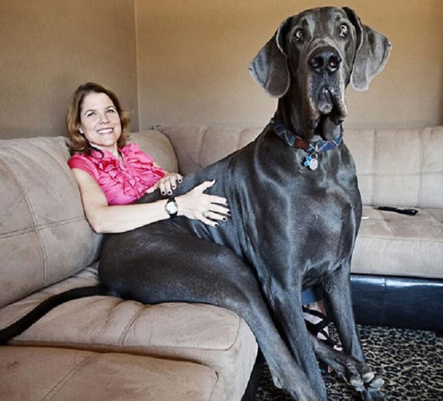 cane alano divano casa 