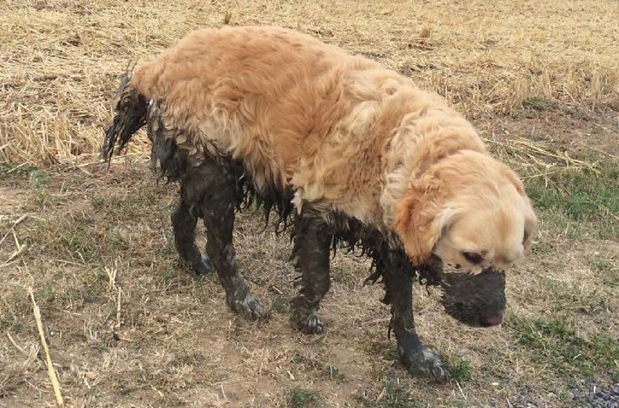 cane coperto a metà dalla fanghiglia