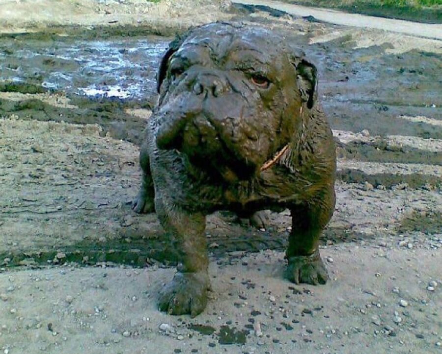 cane bulldog inglese completamente sporco 