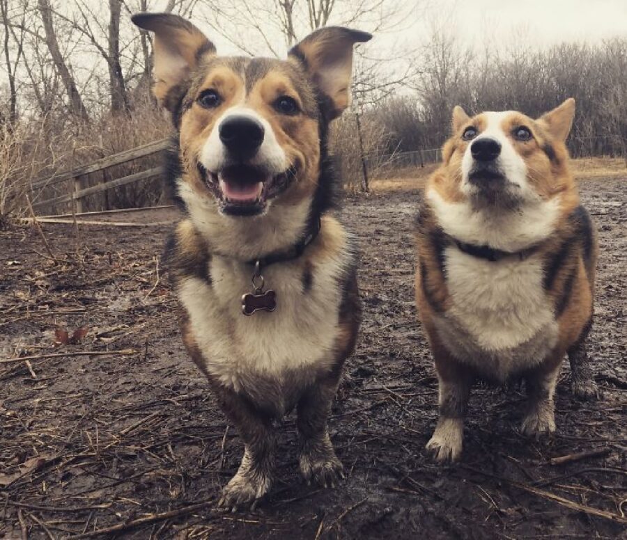 due cani corgi terra bagnata