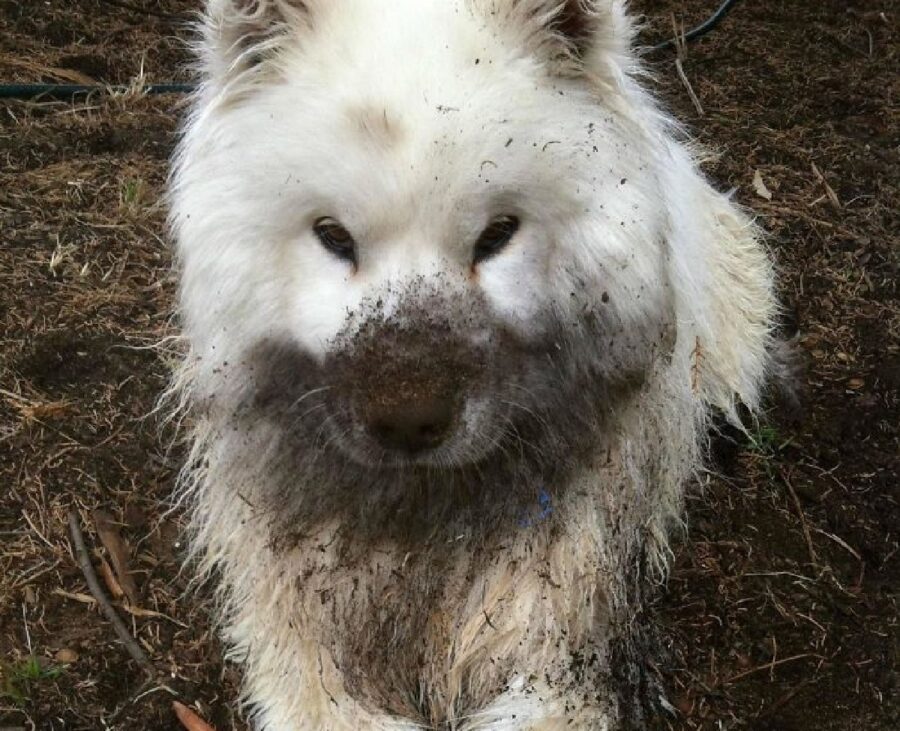 cane bianco pelo lungo sporco 