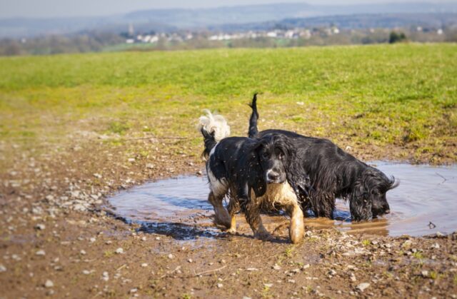 8 foto di cani che hanno giocato col fango, come far venire gli incubi ai proprietari
