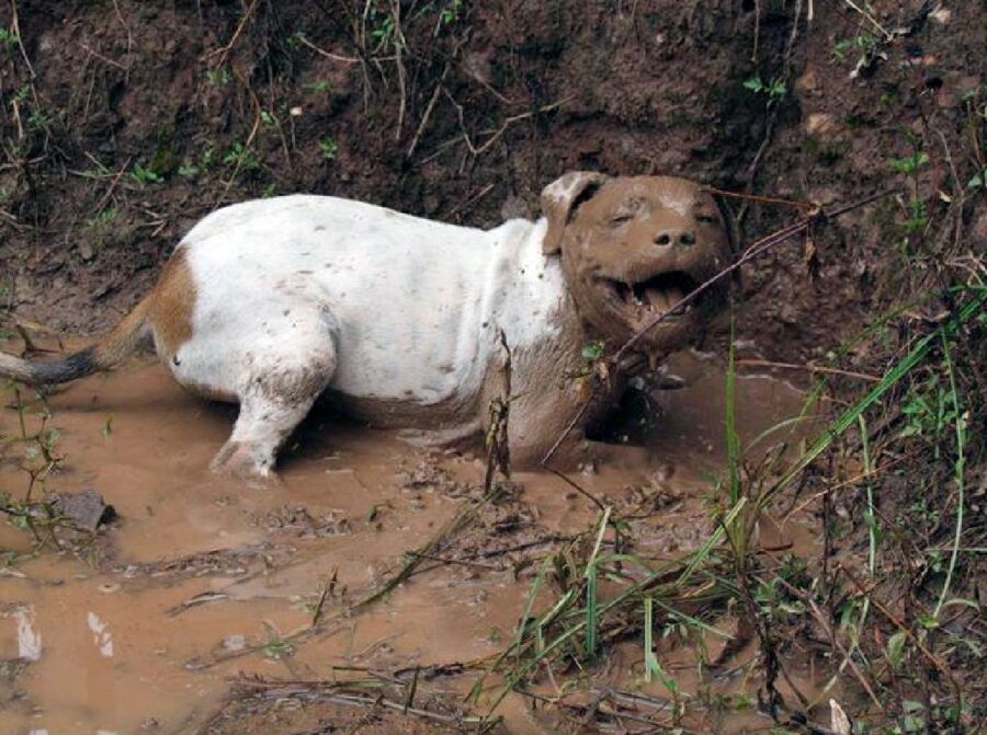 cane gioia fanghiglia pozzanghera