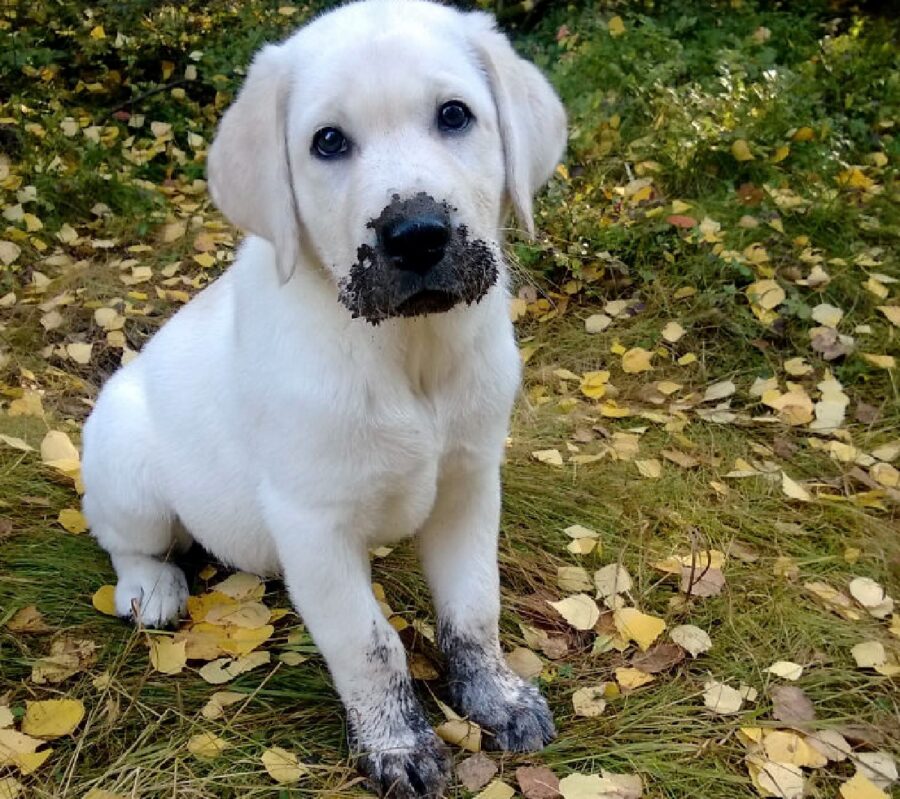 cucciolo muso sporco 