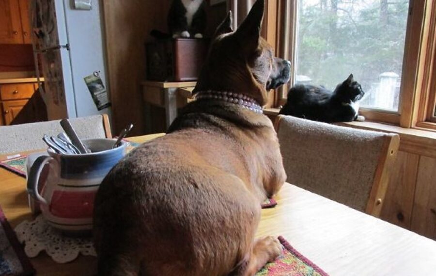 cagnolino e gatto guardano esterno 