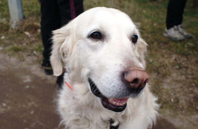 8 foto di cani che in grado di trasformare ogni sentimento negativo in positivo