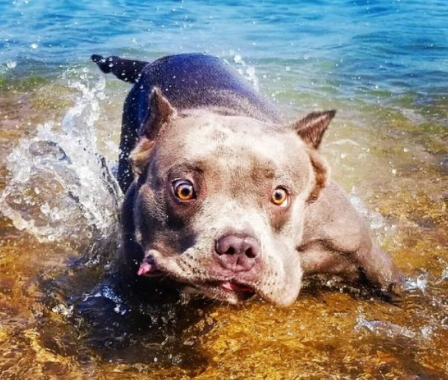 cane pitbull acqua in faccia