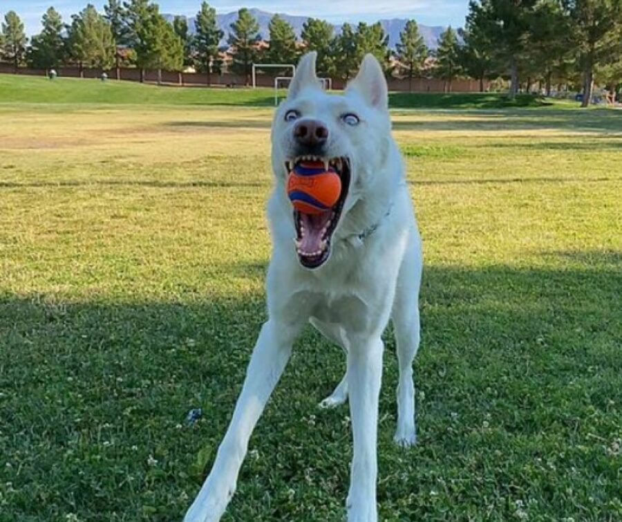 cane bianco palla arancione 