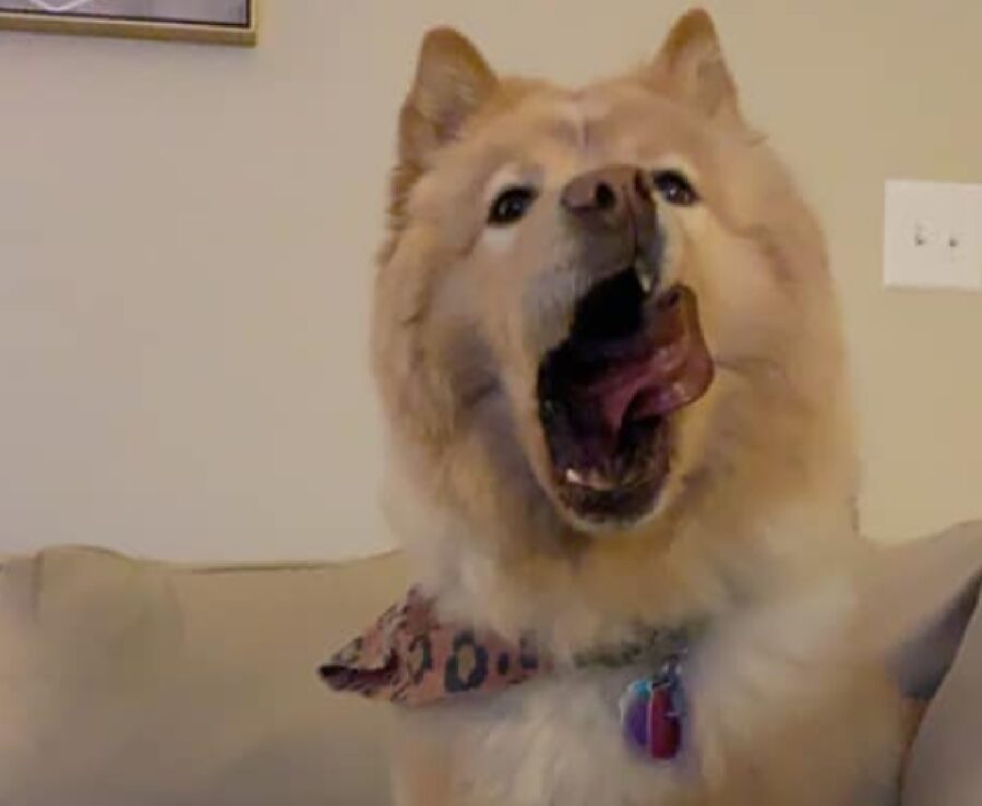 cane lingua molto lunga 
