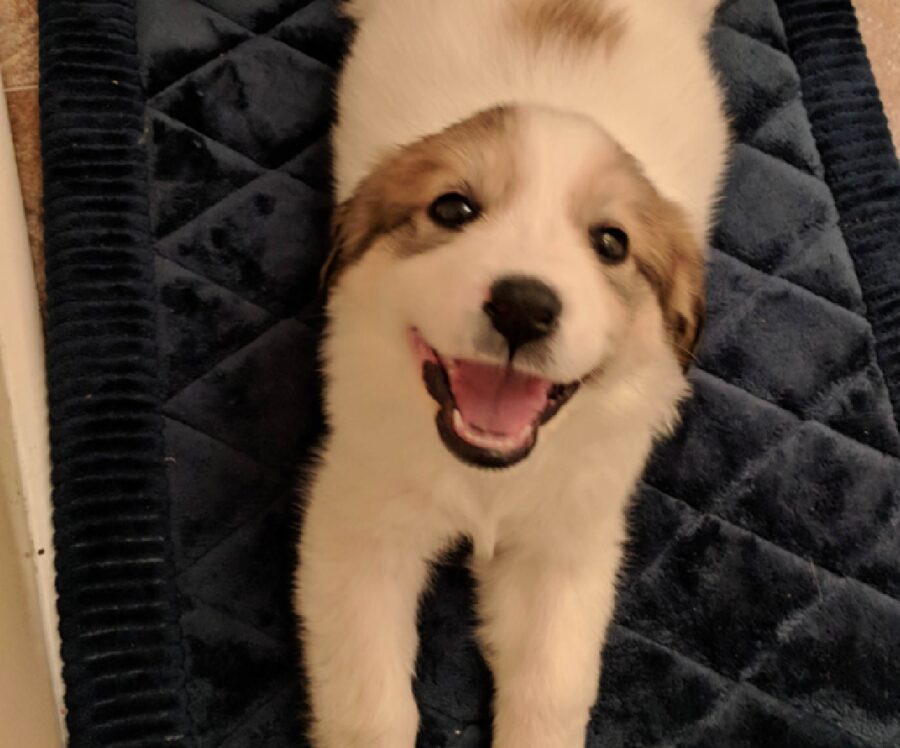 cagnolino nuova cuccia blu 