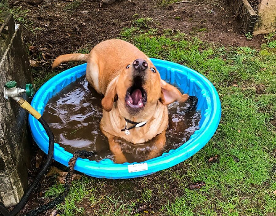 cane dentro piscina abbaia 