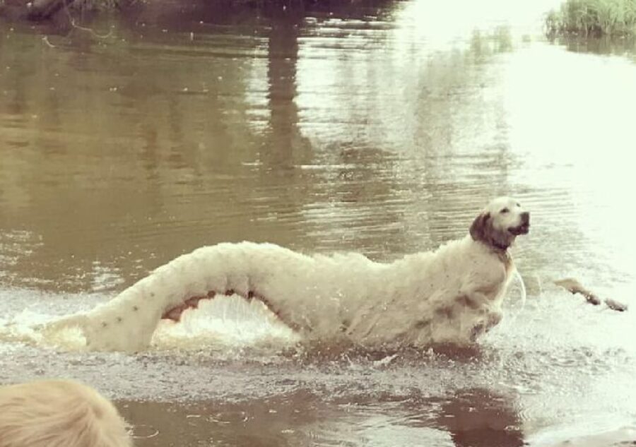 cane saltella sull'acqua