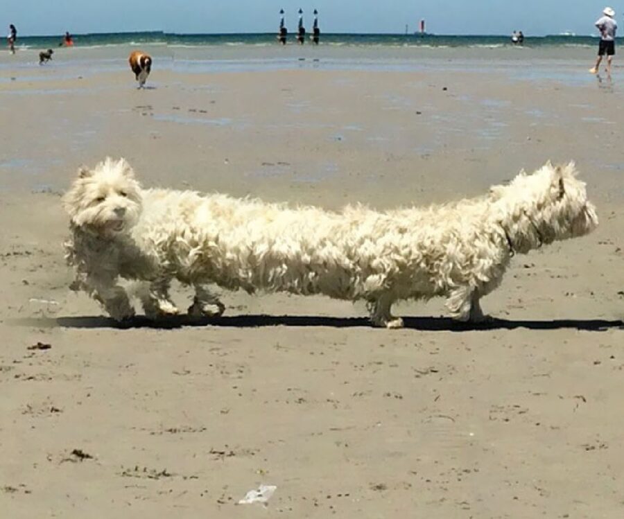 cane gioca spiaggia allungato 
