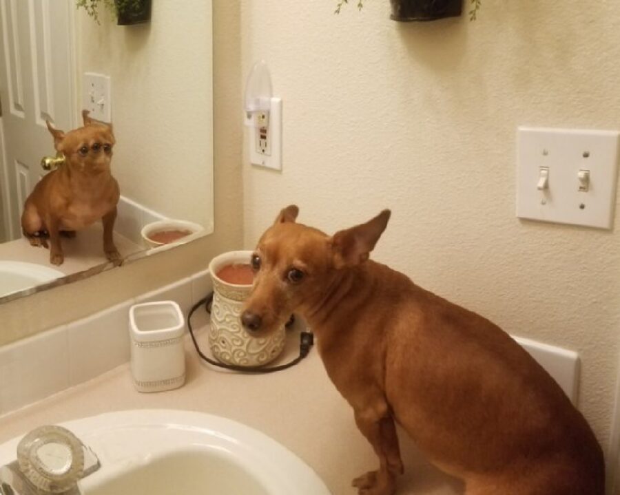 cane davanti specchio 