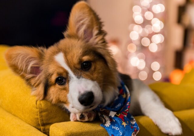 8 foto di cani che molto probabilmente sono atterrati sul pianeta sbagliato