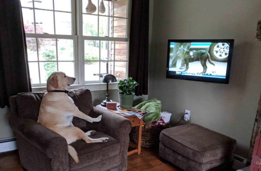 cane guarda televisore 