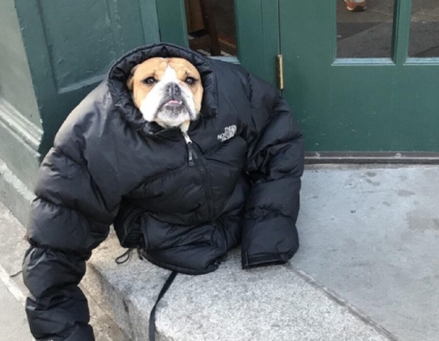 cane con giubbotto addosso 