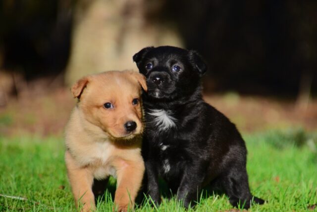 8 foto di cani che non impiegano neppure un secondo a conquistare il nostro cuore