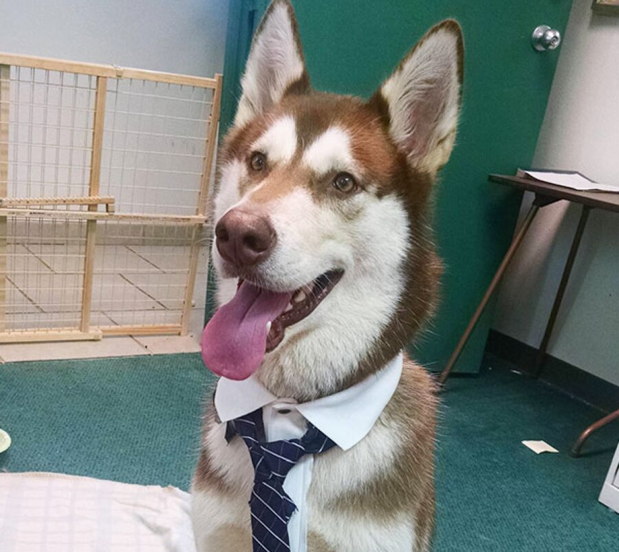cane con cravatta 