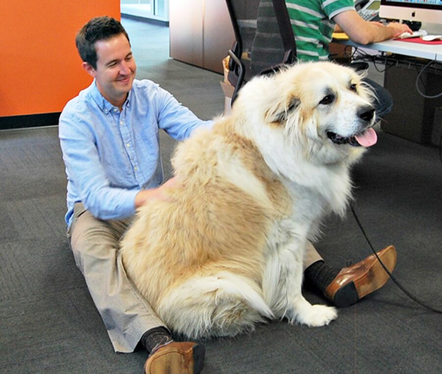 cane grosse dimensioni 