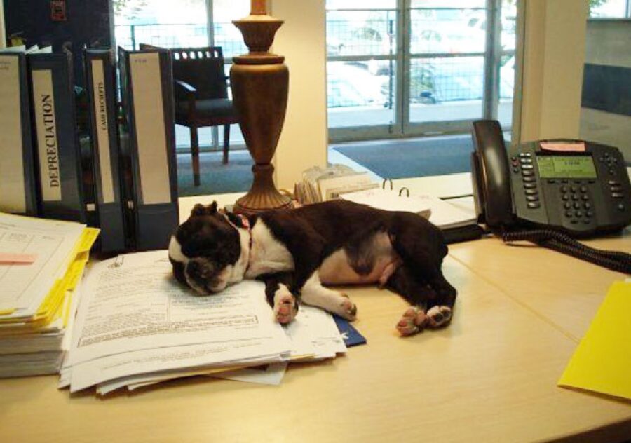 cagnolino riposo su scrivania 