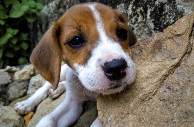 8 foto di cani che scelgono sempre la strada più tortuosa ed errata che si potesse scegliere