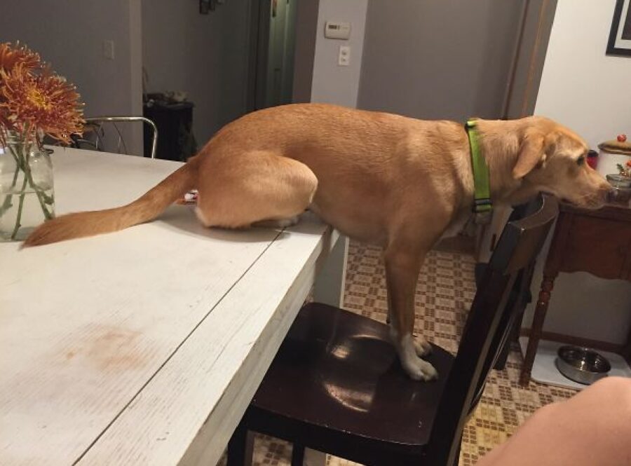 cagnolino sedere sul tavolo 