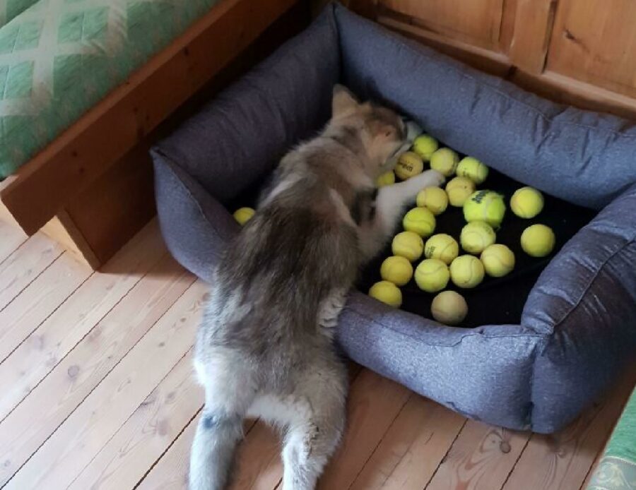 cane palle da tennis 