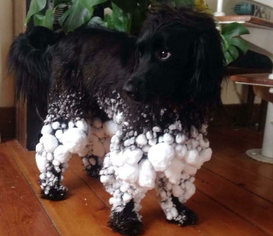 cagnolino zampe neve attaccata