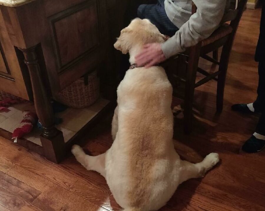 cagnolino seduto in modo strano 