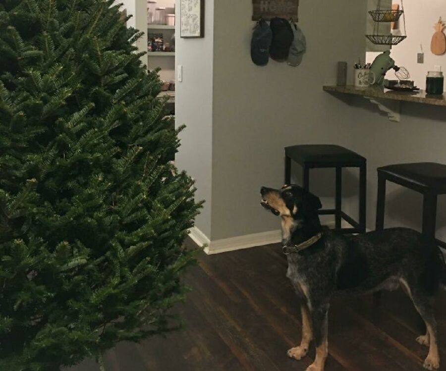 cane albero di natale 