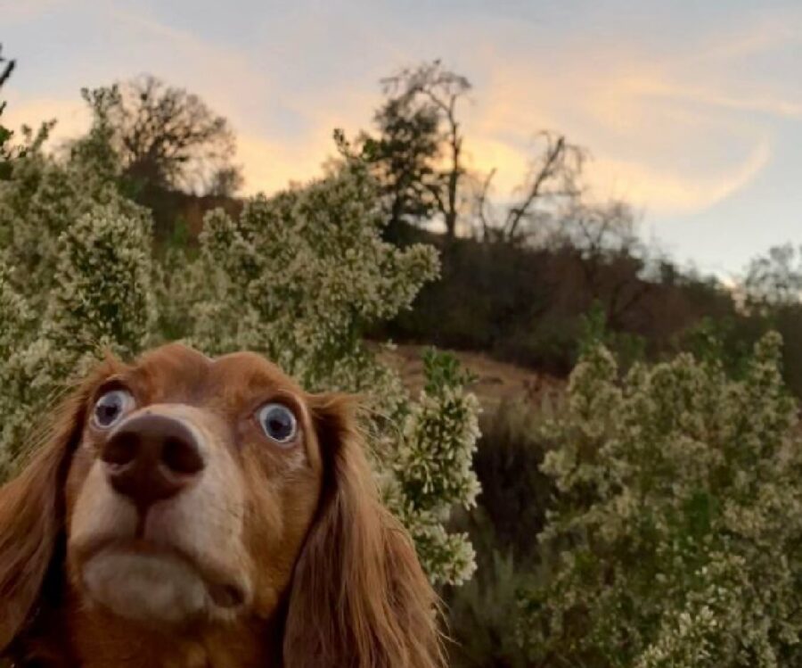 cane occhi sbarrati tramonto 