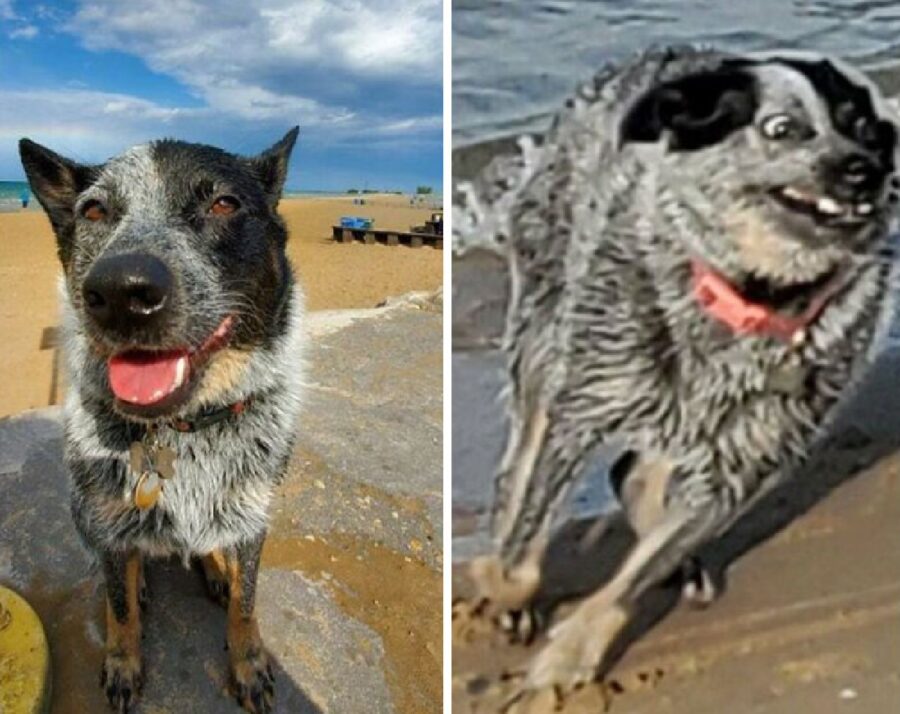 cane gioca sulla spiaggia