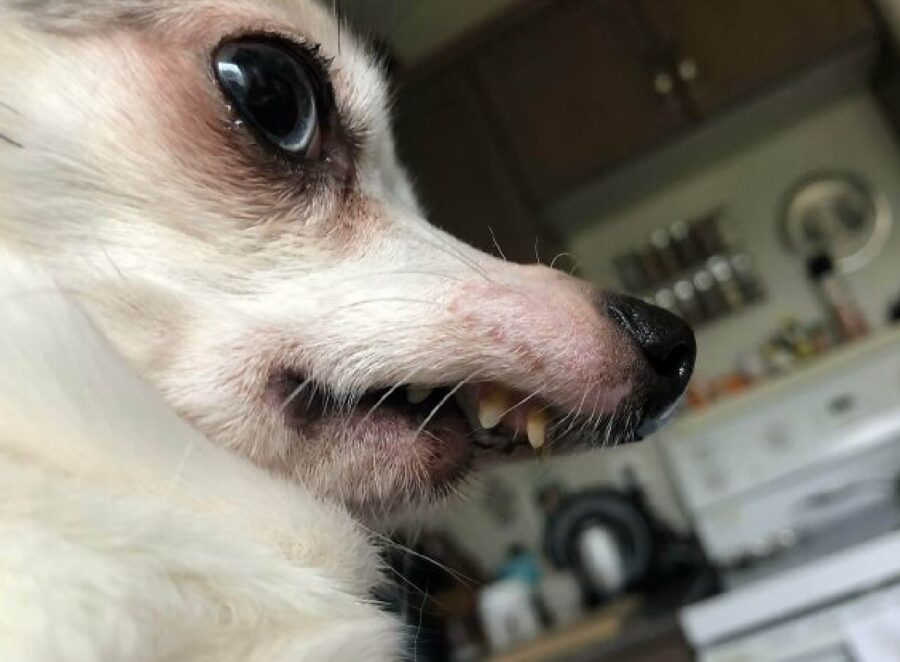 cagnolino denti piccoli 