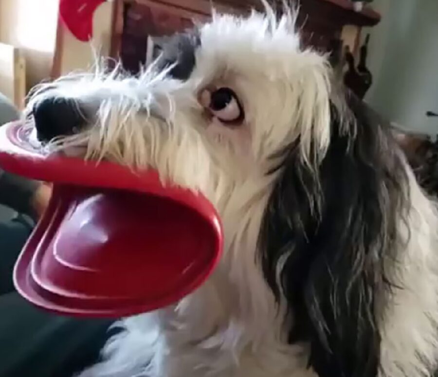 cagnolino frisbee in bocca 