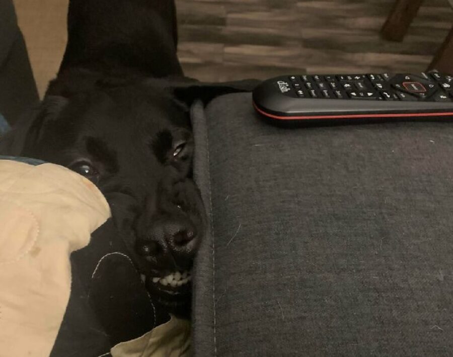 cane nero testa tra divano e tavolo 