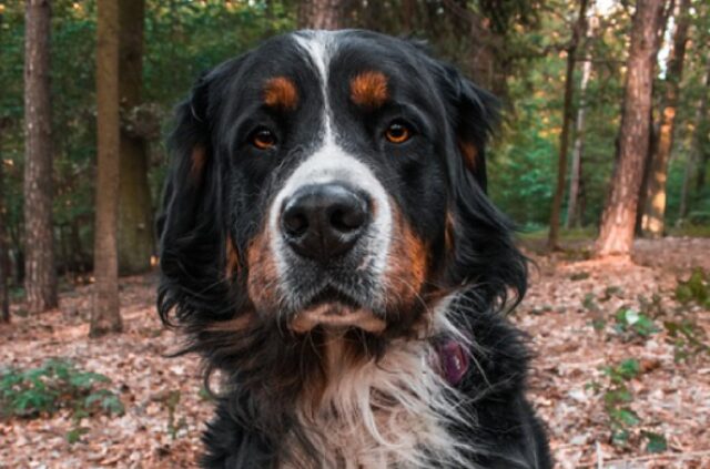 8 foto di cani che si comportano in modo ineccepibile, perché nessuno saprebbe cosa dire loro