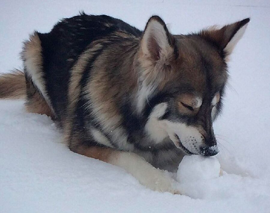 cane husky compone palla di neve