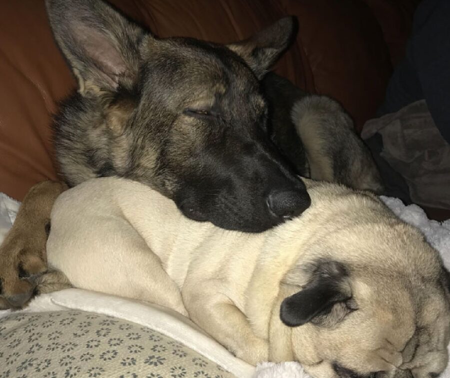 cane pastore tedesco poggia muso su carlino 