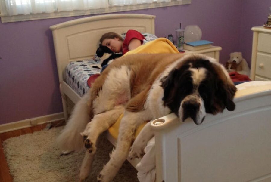 cane sul letto insieme proprietaria 